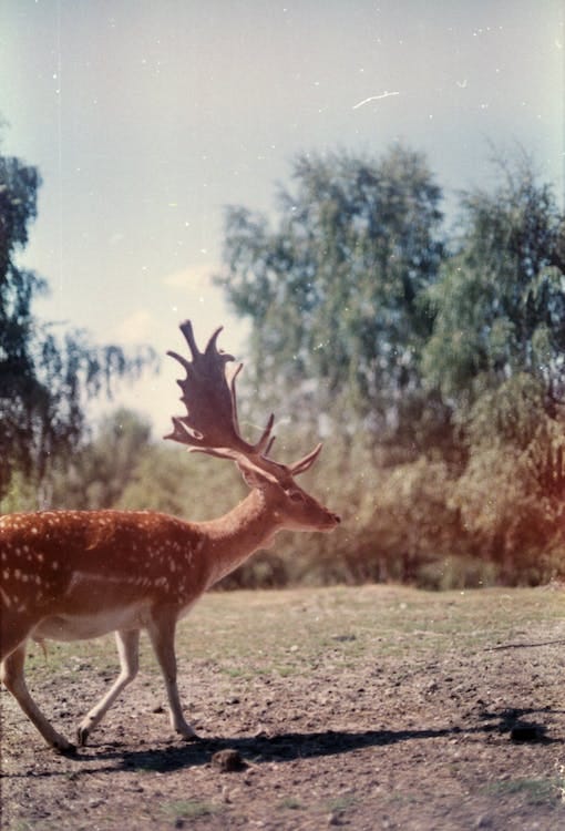 How to Use Hunting Trail Cameras